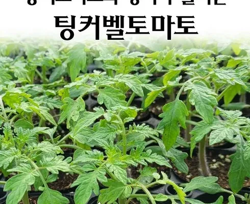 톱배우들도 쓴다는 토마토모종 적극추천