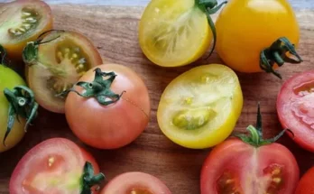 인플루언서들이 먼저 찾는 오색 칵테일 토마토 5kg 후기