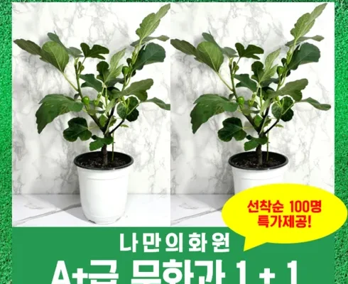 방송인기상품 무화과나무 추천